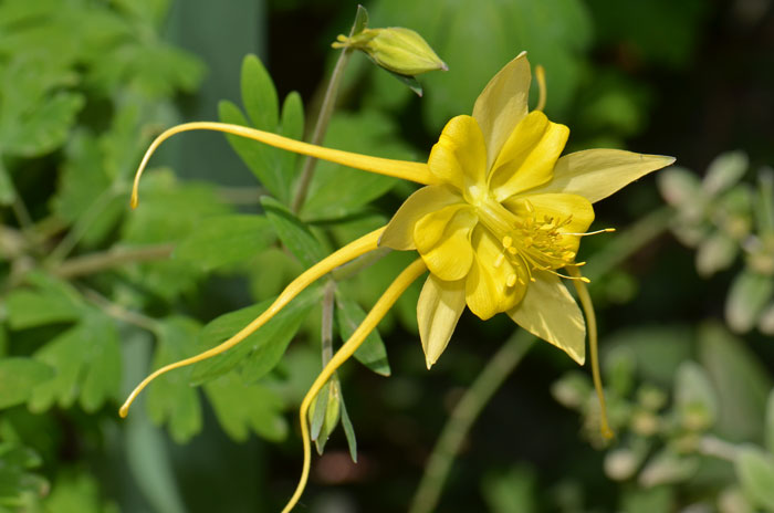 Aquilegia chrysantha, Golden Columbine